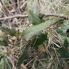Unverified Plant at Deer Vale, NSW - 18 Aug 2025 by jason_john