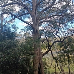 Unverified Plant at Deer Vale, NSW - 18 Aug 2025 by jason_john