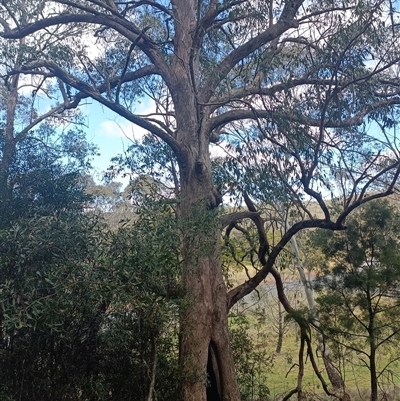 Unverified Plant at Deer Vale, NSW - 18 Aug 2025 by jason_john