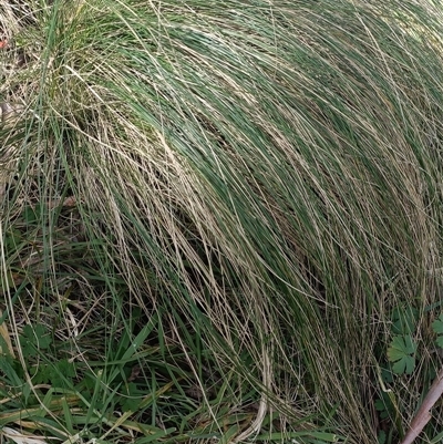 Unverified Plant at Deer Vale, NSW - 18 Aug 2025 by jason_john
