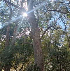 Eucalyptus obliqua at Deer Vale, NSW - 18 Aug 2025 by jason_john