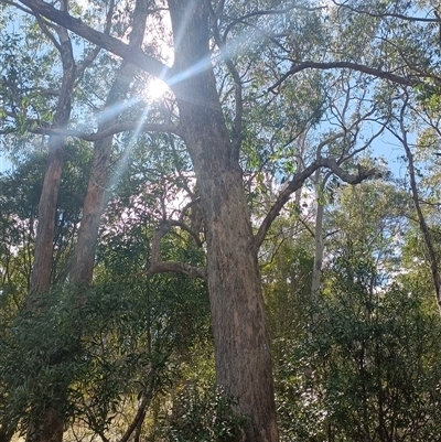 Eucalyptus obliqua at Deer Vale, NSW - 18 Aug 2025 by jason_john