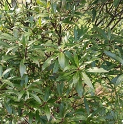 Tasmannia stipitata at Deer Vale, NSW - 18 Aug 2025 by jason_john