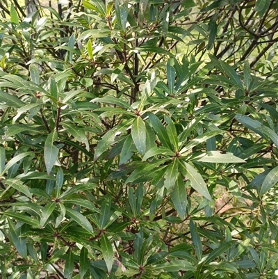 Tasmannia stipitata at Deer Vale, NSW - 18 Aug 2025 by jason_john
