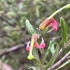 Grevillea arenaria at Wattle Ridge, NSW - 19 Aug 2025 by JaneR