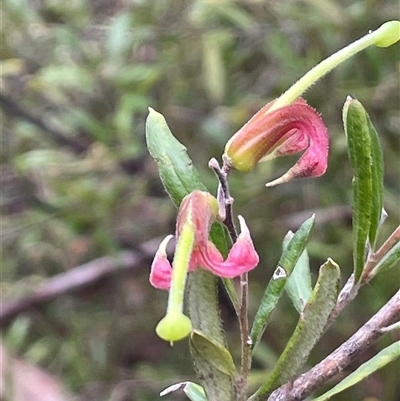 Grevillea arenaria at Wattle Ridge, NSW - 19 Aug 2025 by JaneR