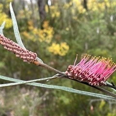 Grevillea aspleniifolia at Wattle Ridge, NSW - 19 Aug 2025 by JaneR