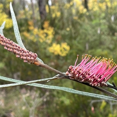 Grevillea aspleniifolia at Wattle Ridge, NSW - 19 Aug 2025 by JaneR