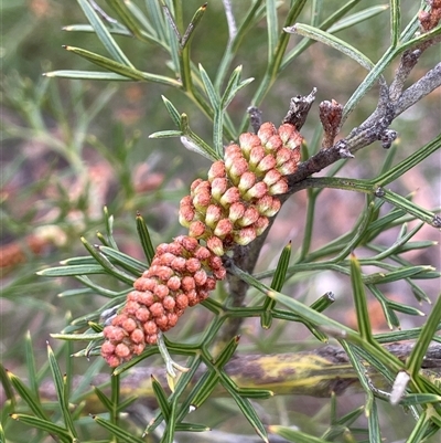 Grevillea rivularis at Wattle Ridge, NSW - 19 Aug 2025 by JaneR