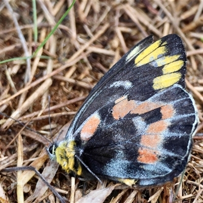 Delias harpalyce (Imperial Jezebel) at Hughes, ACT - 20 Aug 2025 by LisaH