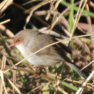 Malurus cyaneus (Superb Fairywren) at Higgins, ACT - 18 Aug 2025 by Jennybach