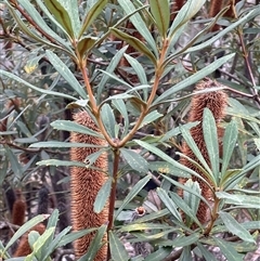 Unverified Other Shrub at Wattle Ridge, NSW - 19 Aug 2025 by JaneR