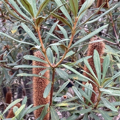 Unverified Other Shrub at Wattle Ridge, NSW - 19 Aug 2025 by JaneR
