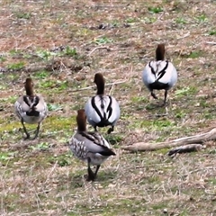 Chenonetta jubata (Australian Wood Duck) at Yarralumla, ACT - 16 Aug 2025 by Jennybach