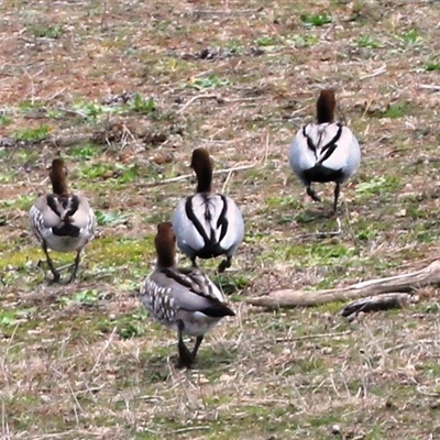 Chenonetta jubata (Australian Wood Duck) at Yarralumla, ACT - 16 Aug 2025 by Jennybach