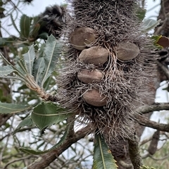 Banksia serrata (Saw Banksia) at Wattle Ridge, NSW - 19 Aug 2025 by JaneR