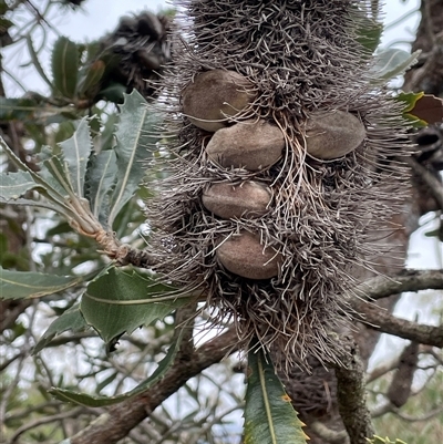 Banksia serrata (Saw Banksia) at Wattle Ridge, NSW - 19 Aug 2025 by JaneR