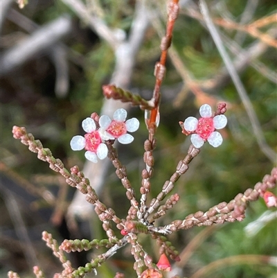 Baeckea brevifolia (Short-leaved Baeckea) at Wattle Ridge, NSW - 19 Aug 2025 by JaneR