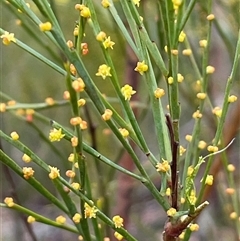 Choretrum candollei at Wattle Ridge, NSW - 19 Aug 2025 by JaneR