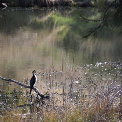 Microcarbo melanoleucos (Little Pied Cormorant) at Dunlop, ACT - 10 Aug 2025 by Jennybach