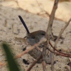 Malurus cyaneus (Superb Fairywren) at Mollymook Beach, NSW - 1 Aug 2025 by Jennybach
