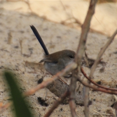 Malurus cyaneus (Superb Fairywren) at Mollymook Beach, NSW - 1 Aug 2025 by Jennybach