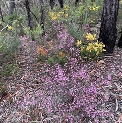 Boronia ledifolia (Ledum Boronia) at Wattle Ridge, NSW - 19 Aug 2025 by JaneR