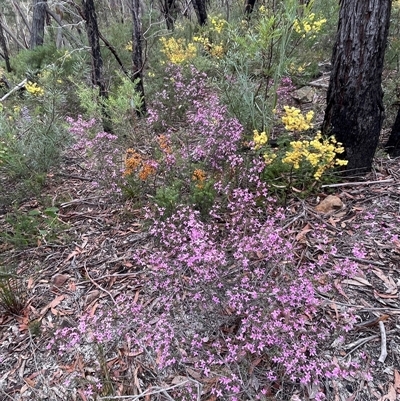 Boronia ledifolia (Ledum Boronia) at Wattle Ridge, NSW - 19 Aug 2025 by JaneR