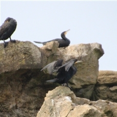 Phalacrocorax carbo (Great Cormorant) at Mollymook, NSW - 31 Jul 2025 by Jennybach
