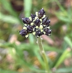 Conospermum longifolium subsp. longifolium at Wattle Ridge, NSW - 19 Aug 2025 by JaneR
