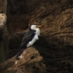 Microcarbo melanoleucos (Little Pied Cormorant) at Mollymook, NSW - 31 Jul 2025 by Jennybach
