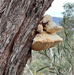 Laetiporus portentosus (White Punk) at Acton, ACT - 20 Aug 2025 by lbradley