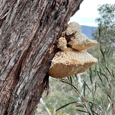 Laetiporus portentosus (White Punk) at Acton, ACT - 20 Aug 2025 by lbradley