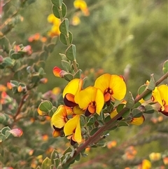 Bossiaea rhombifolia at Wattle Ridge, NSW - 19 Aug 2025 by JaneR