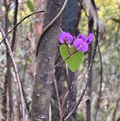 Hardenbergia violacea (False Sarsaparilla) at Wattle Ridge, NSW - 19 Aug 2025 by JaneR