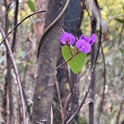 Hardenbergia violacea (False Sarsaparilla) at Wattle Ridge, NSW - 19 Aug 2025 by JaneR