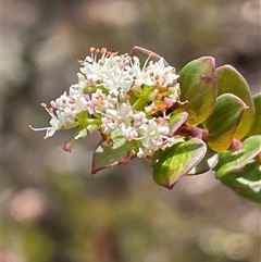 Platysace lanceolata (Shrubby Platysace) at Wattle Ridge, NSW - 19 Aug 2025 by JaneR