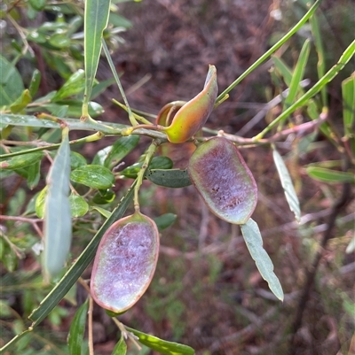 Acacia suaveolens (Sweet Wattle) at Wattle Ridge, NSW - 19 Aug 2025 by JaneR