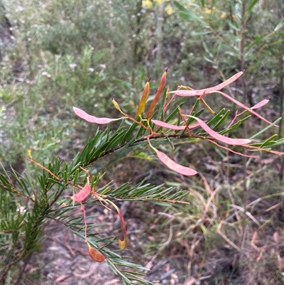 Acacia linifolia (White Wattle) at Wattle Ridge, NSW - 19 Aug 2025 by JaneR