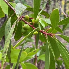 Persoonia levis (Broad-leaved Geebung) at Wattle Ridge, NSW - 19 Aug 2025 by JaneR
