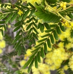 Acacia terminalis (Sunshine Wattle) at Wattle Ridge, NSW - 19 Aug 2025 by JaneR