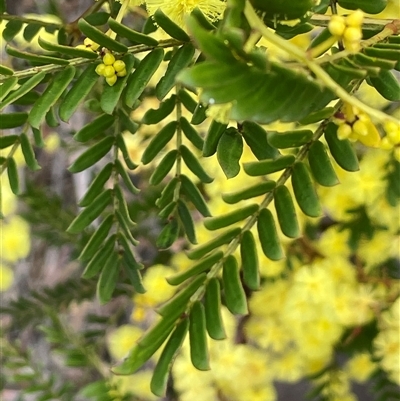 Acacia terminalis (Sunshine Wattle) at Wattle Ridge, NSW - 19 Aug 2025 by JaneR