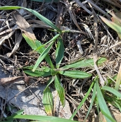 Plantago lanceolata (Ribwort Plantain, Lamb's Tongues) at Rendezvous Creek, ACT - 19 Aug 2025 by JamesVandersteen