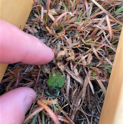 Hydrocotyle laxiflora (Stinking Pennywort) at Rendezvous Creek, ACT - 20 Aug 2025 by JamesVandersteen