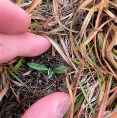 Plantago lanceolata (Ribwort Plantain, Lamb's Tongues) at Rendezvous Creek, ACT - 20 Aug 2025 by JamesVandersteen