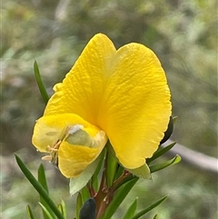 Gompholobium grandiflorum at Wattle Ridge, NSW - 19 Aug 2025 by JaneR