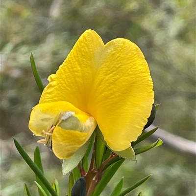 Gompholobium grandiflorum at Wattle Ridge, NSW - 19 Aug 2025 by JaneR