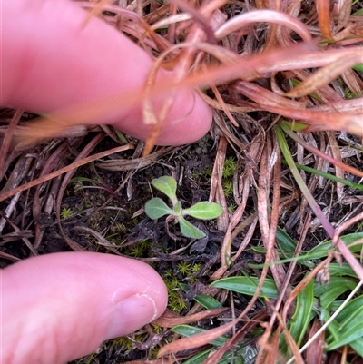 Erigeron sumatrensis (Tall Fleabane) at Rendezvous Creek, ACT - 20 Aug 2025 by JamesVandersteen