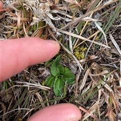 Solenogyne dominii (Smooth Solenogyne) at Rendezvous Creek, ACT - 20 Aug 2025 by JamesVandersteen