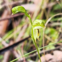 Pterostylis loganii (Logan's Tall Greenhood) at Monga, NSW - 20 Aug 2025 by Csteele4